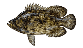 Tripletail 1